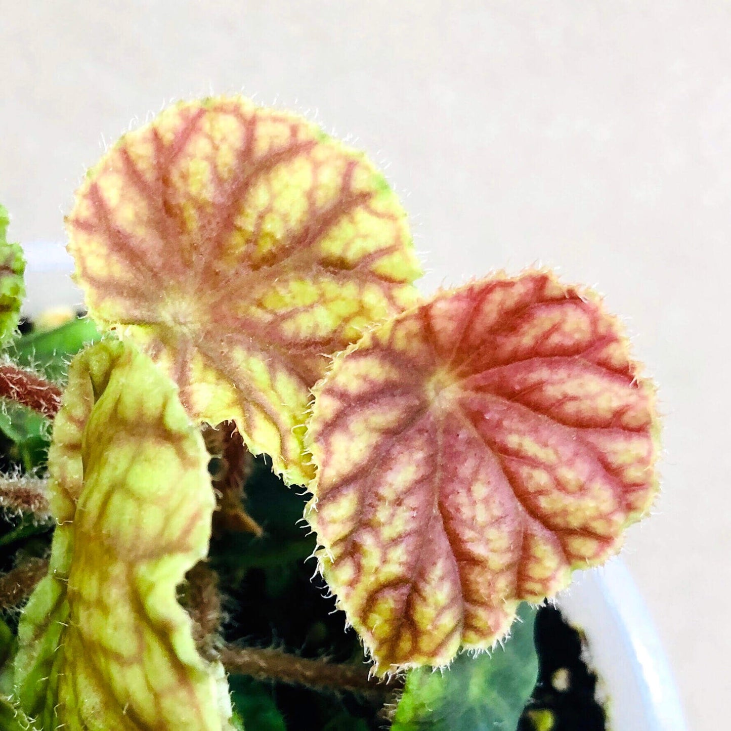 A rare begonia native to the Nimba Mountains of West Africa, including Guinea, Ivory Coast, and Liberia. This striking subspecies is prized for its vibrant foliage with red veins and its suitability for indoor gardens and terrariums.