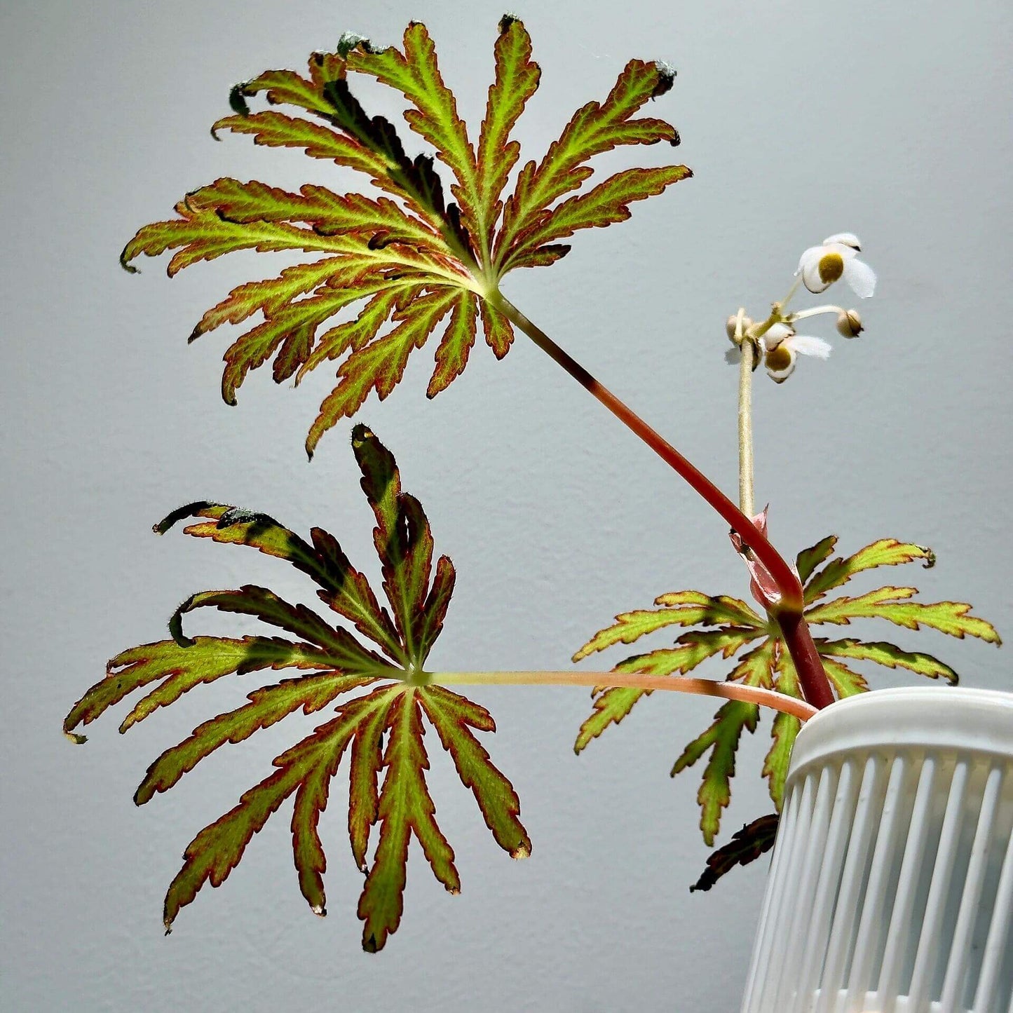 Begonia scorpiuroloba is a recently described species native to the limestone karst regions of southern Guangxi, China. With its striking leaf textures and colors, this begonia variety is a true gem for plant enthusiasts and collectors. It thrives in shaded, humid environments, making it a perfect addition to indoor plant collections, especially for experienced gardeners.