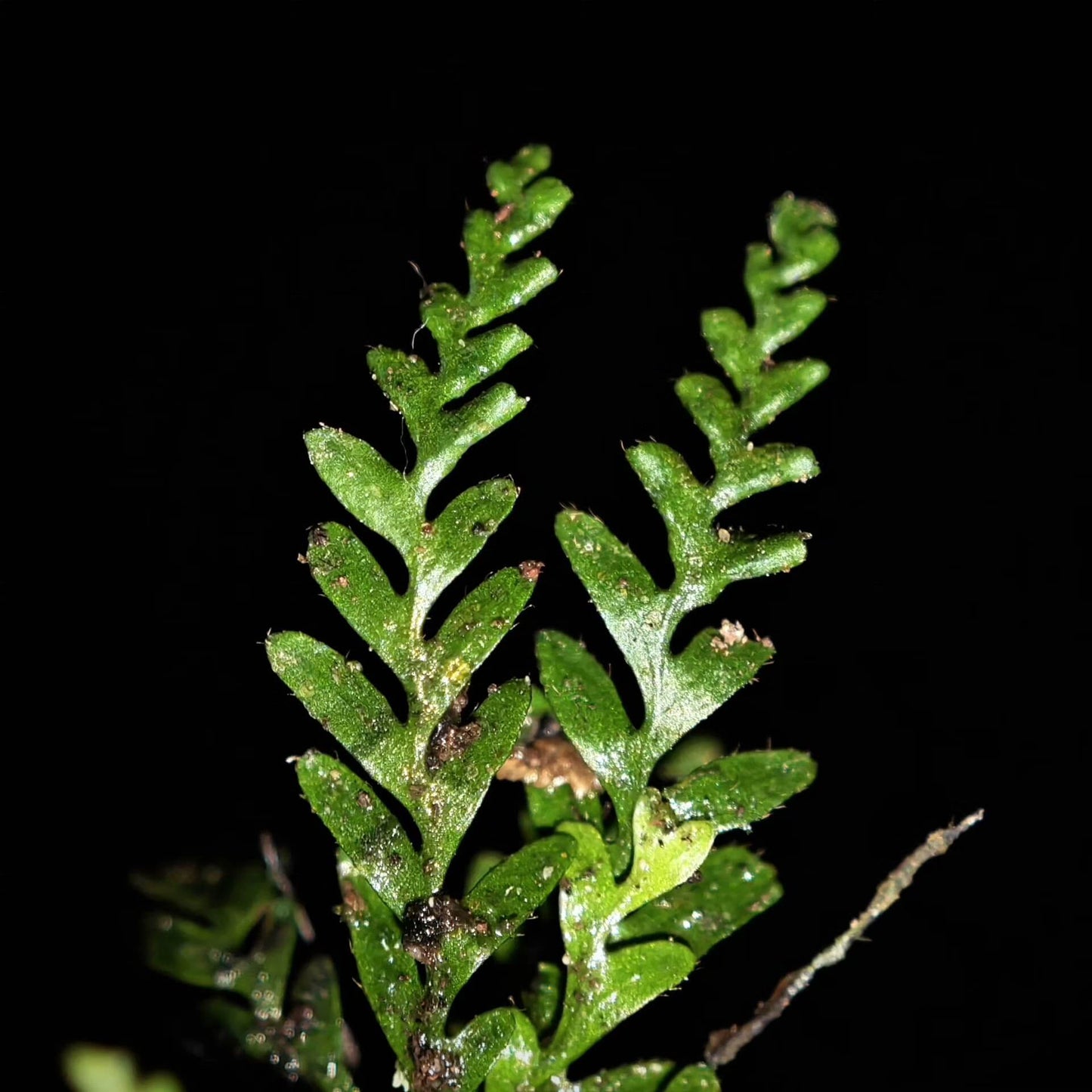 Calymmodon asiaticus, native to Asia, is a rare and small epiphytic fern from the Polypodiaceae family and Calymmodon genus. The fern's leaves are pinnately divided, and the upper leaves bear spores, which are enclosed within the leaf itself, creating a unique "pouch" structure for the spores. The leaves are exceptionally small, typically not exceeding 6 cm, making it ideal for rainforest terrariums and personal ornamental cultivation.