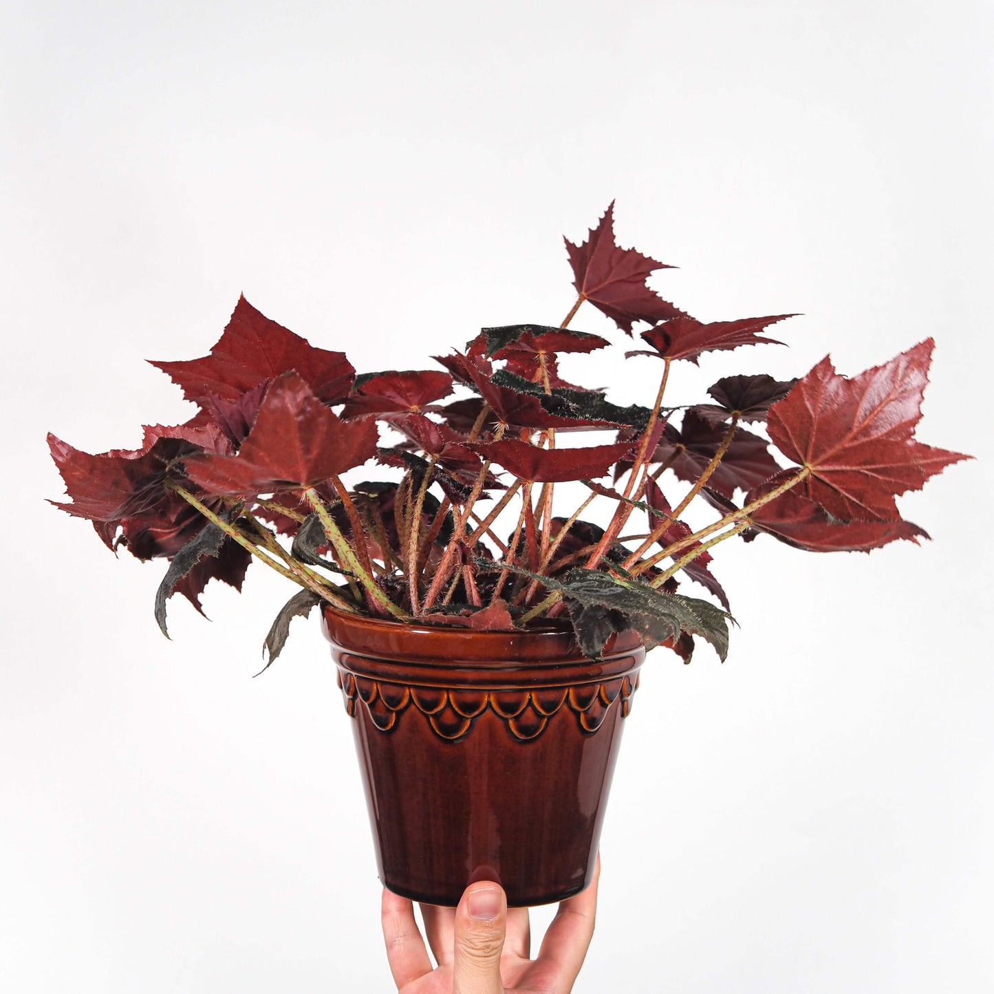 Begonia 'Black Velvet' is celebrated for its striking foliage, featuring dark, near-black leaves with a soft, velvety texture and subtle shimmer. The leaves are serrated and often develop a maple-like shape as they mature, adorned with fine, eyelash-like hairs, and can reflect a bluish hue under low light conditions.