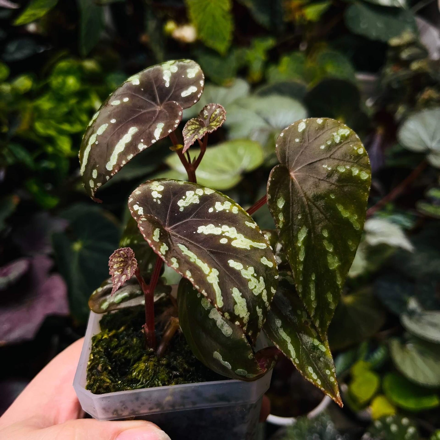 Begonia Variabilis Type 2 is a striking variety known for its distinctive foliage. The leaves are a blend of rich brown or reddish hues, adorned with vibrant yellow or green spots, creating a captivating and dynamic appearance. This begonia thrives in high humidity environments, making it an excellent choice for terrariums, glass domes, or greenhouses. Its unique and colorful foliage, combined with relatively easy care, makes it a popular choice for plant enthusiasts.