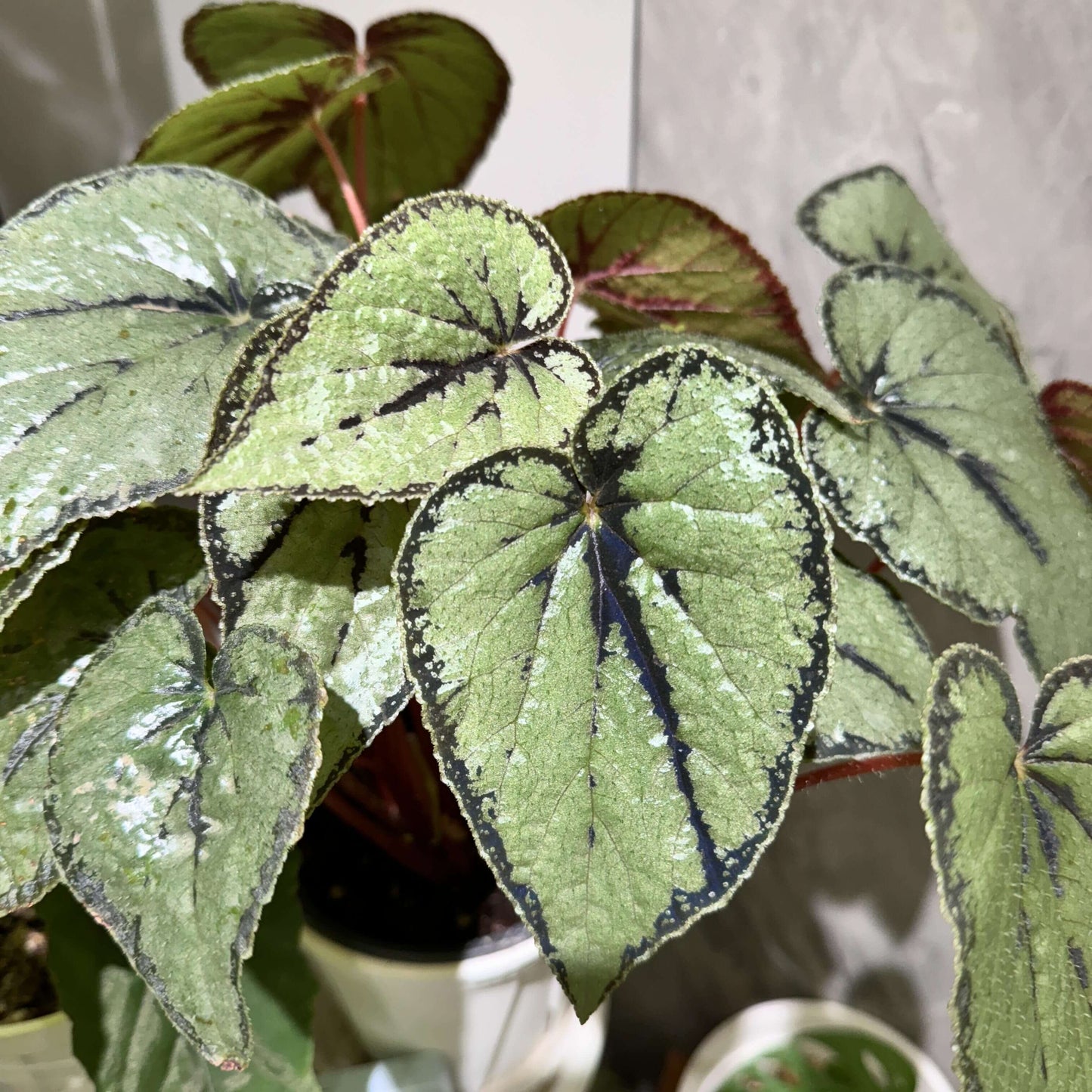 The Begonia dinhdui silver form is a rhizomatous species native to southern Vietnam. Compared to the standard Begonia dinhdui, its leaves are broader and feature a striking silver color instead of green. The leaves are adorned with a wide black band along the margin, around the point where the petiole attaches, and running along the main vein in the center, creating a unique and stunning appearance.