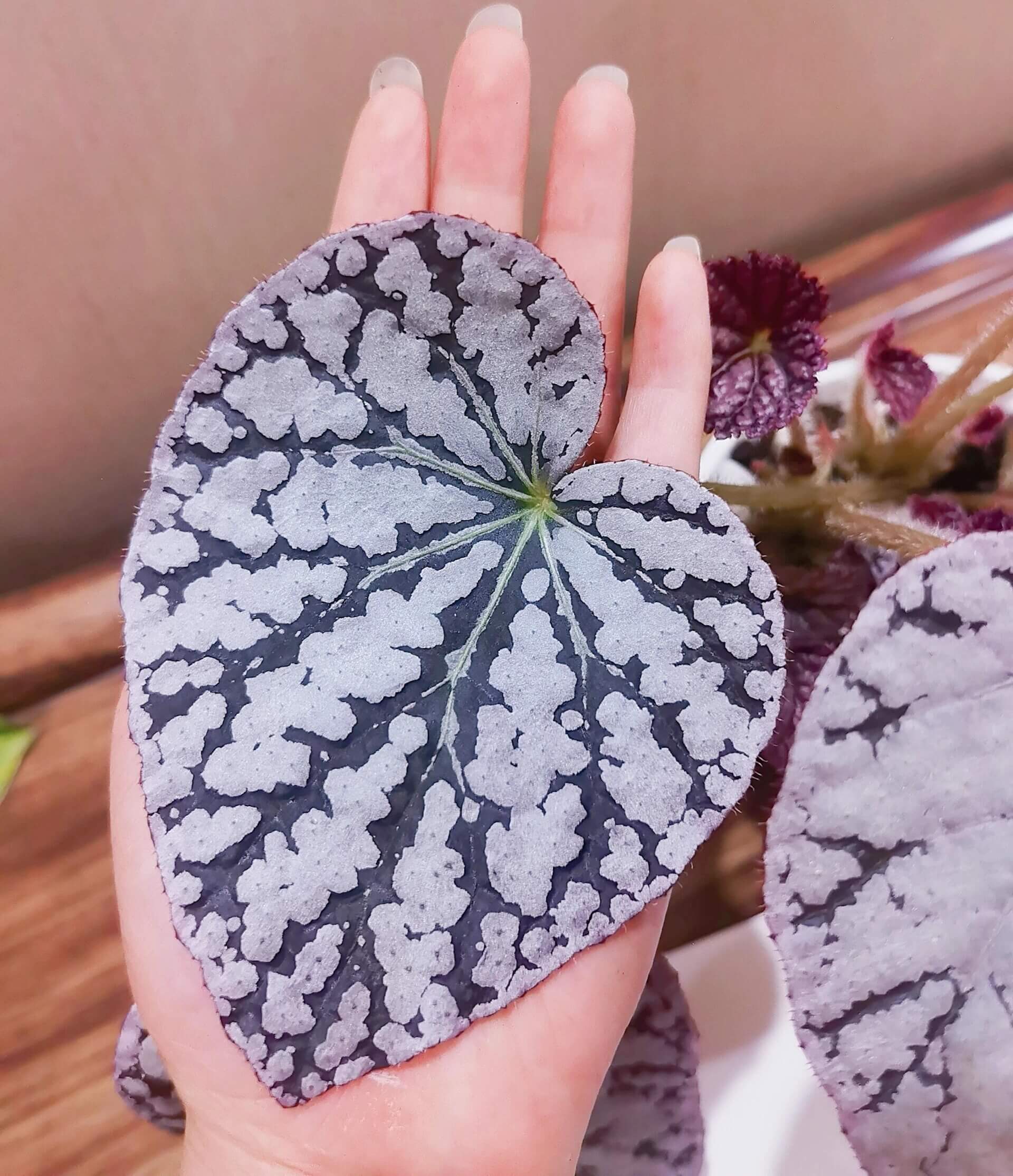 Begonia Silver Dollar is a highly sought-after begonia variety, admired for its unique leaf patterns and colors. The leaves are nearly round and feature a beautiful silver surface with green and purple markings, resembling a silver coin—hence the name. This striking foliage adds an elegant touch to any indoor garden or plant collection.