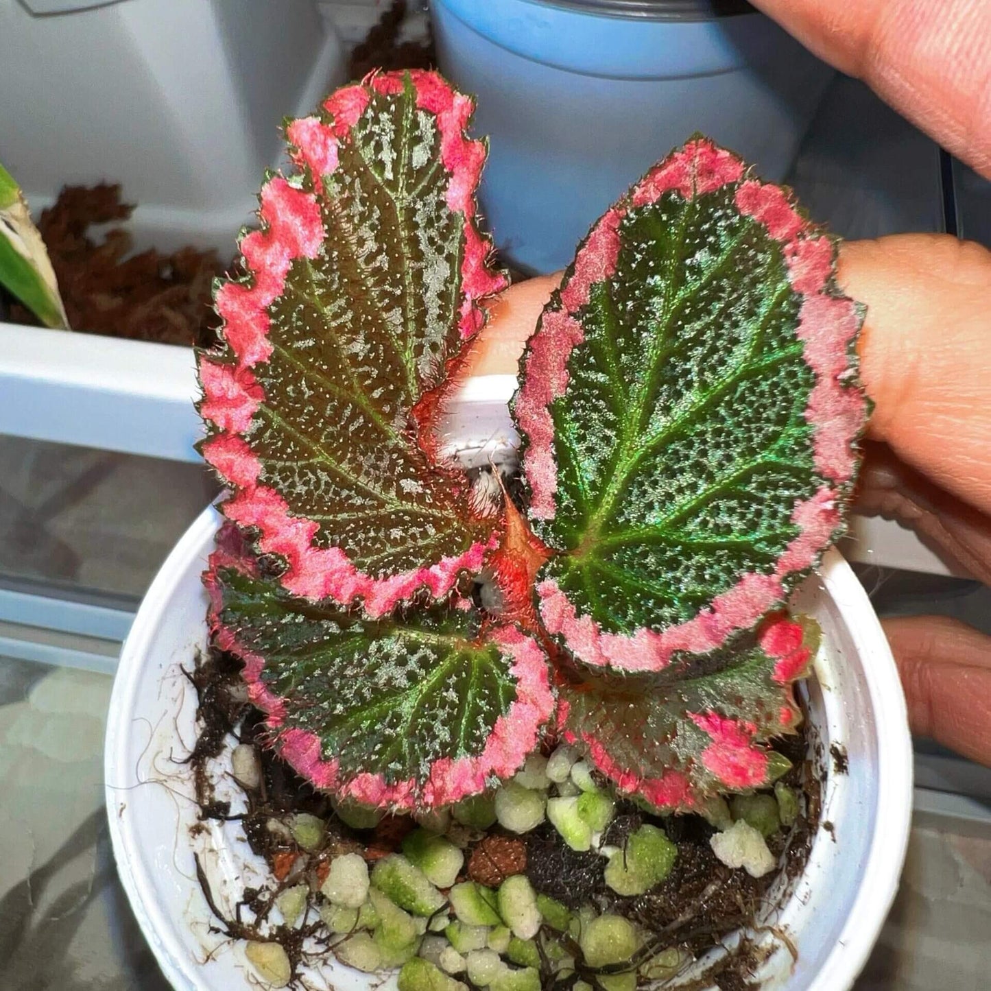 Begonia fulvovillosa is a unique and captivating Begonia species, native to New Guinea. Known for its distinctive foliage with vibrant pink edges, this plant adds a touch of elegance and beauty to any collection.