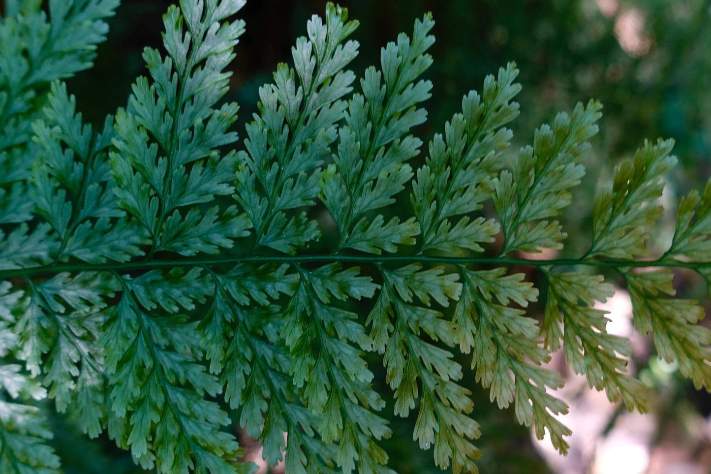Vandenboschia striata is a delicate filmy fern belonging to the family Hymenophyllaceae. This fern thrives in humid, shaded environments such as streambeds or steep mossy rocks at low elevations. Found primarily in East and Southeast Asia (including Taiwan, southern China, Vietnam, Myanmar, and Japan), it is admired for its translucent, thin fronds and its unique appearance.