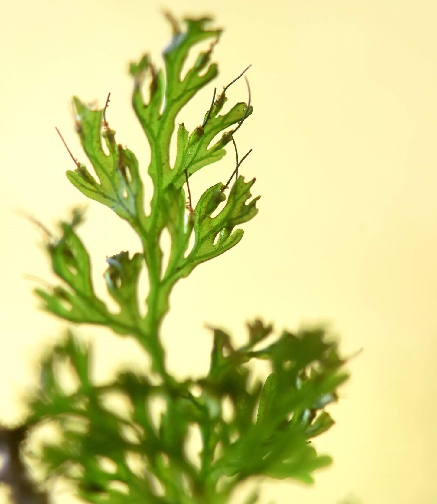 Vandenboschia striata is a delicate filmy fern belonging to the family Hymenophyllaceae. This fern thrives in humid, shaded environments such as streambeds or steep mossy rocks at low elevations. Found primarily in East and Southeast Asia (including Taiwan, southern China, Vietnam, Myanmar, and Japan), it is admired for its translucent, thin fronds and its unique appearance.