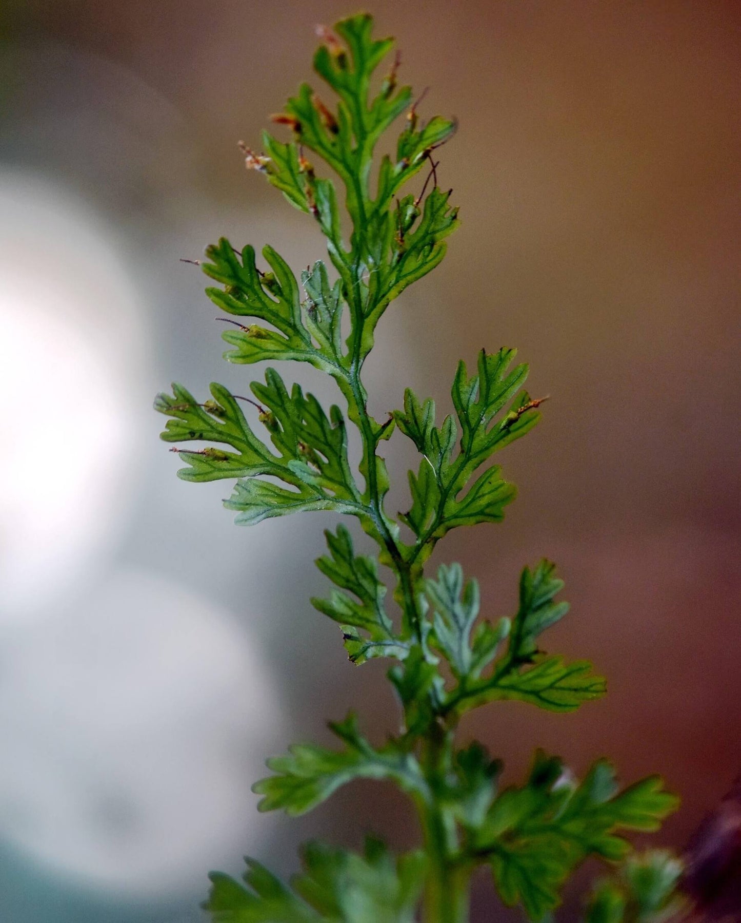 Vandenboschia striata is a delicate filmy fern belonging to the family Hymenophyllaceae. This fern thrives in humid, shaded environments such as streambeds or steep mossy rocks at low elevations. Found primarily in East and Southeast Asia (including Taiwan, southern China, Vietnam, Myanmar, and Japan), it is admired for its translucent, thin fronds and its unique appearance.