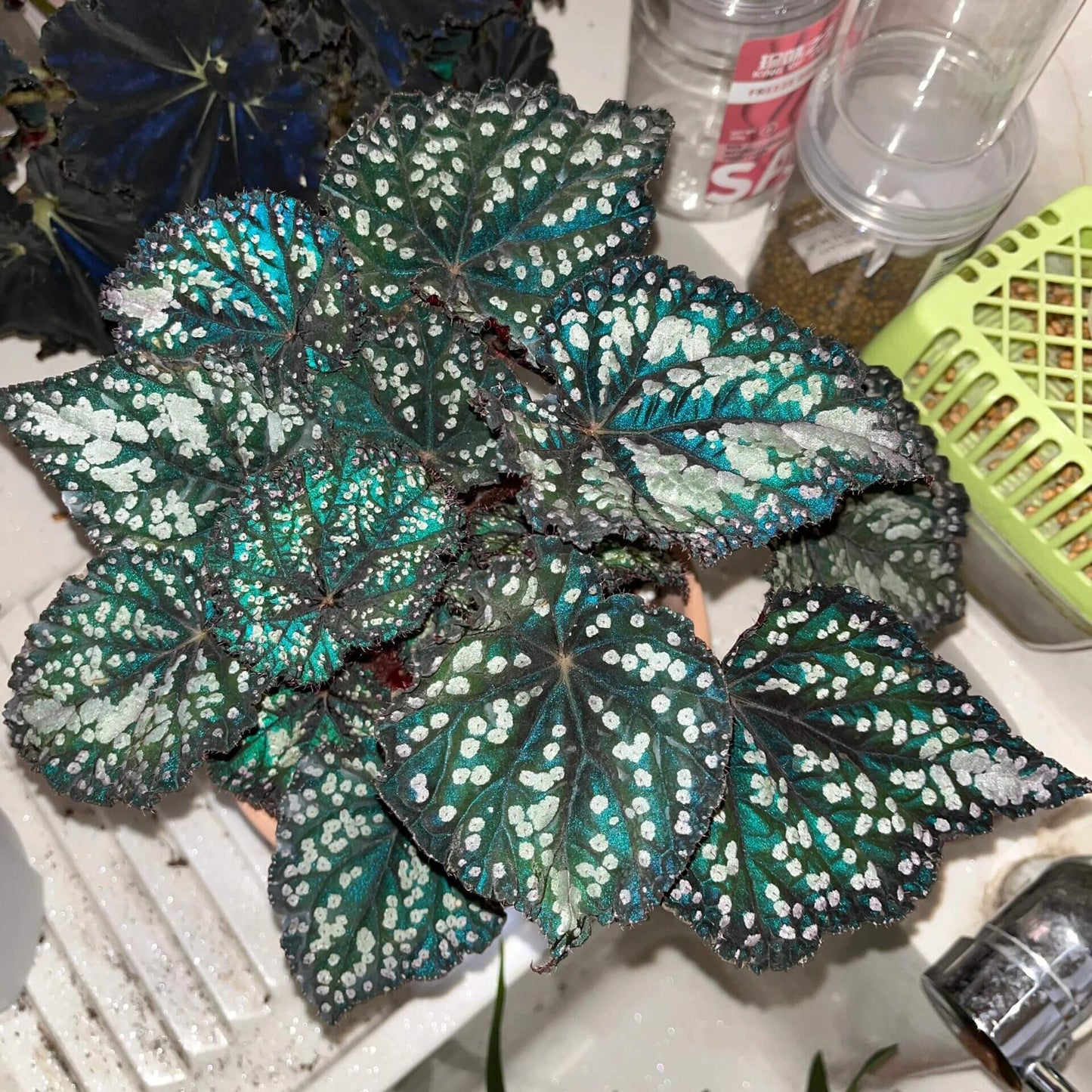 Begonia Fairytale is an exquisite ornamental begonia developed by the Dimetris breeding team. Known for its intricate leaf patterns and graceful appearance, this begonia adds a touch of enchantment to any indoor space. It’s the perfect choice for plant lovers looking to enhance their collection.