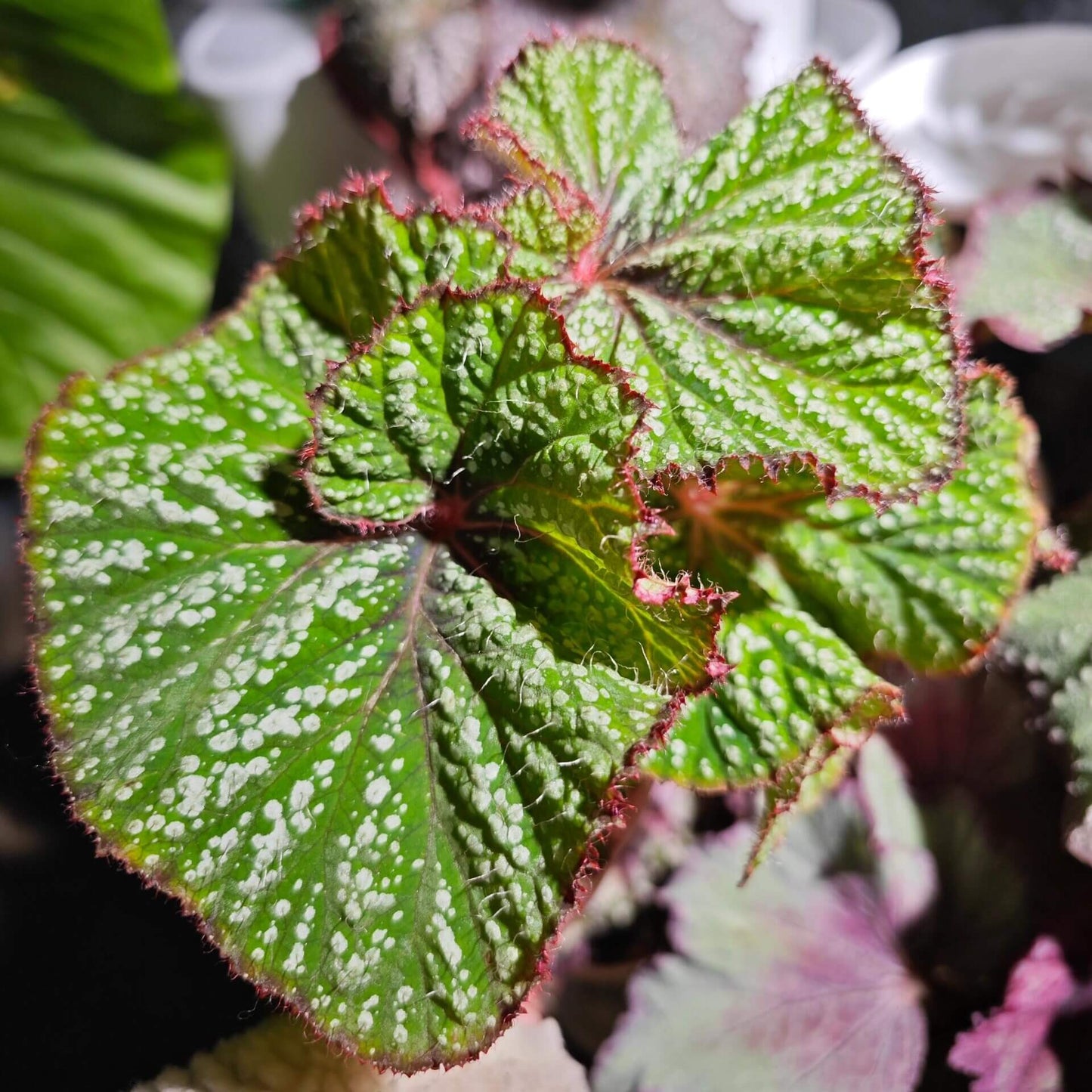 Begonia Baby Smile is a decorative-leaf variety developed by breeders Pavel and Elena Enikeev (Dimetris). This begonia stands out for its compact size and vibrant, eye-catching foliage. The leaves are a rich salad green with white spots in various shapes, giving the plant an attractive and striking appearance. Additionally, the petioles (stems) are bright red and densely covered with fine hairs, adding extra charm to this beautiful plant.