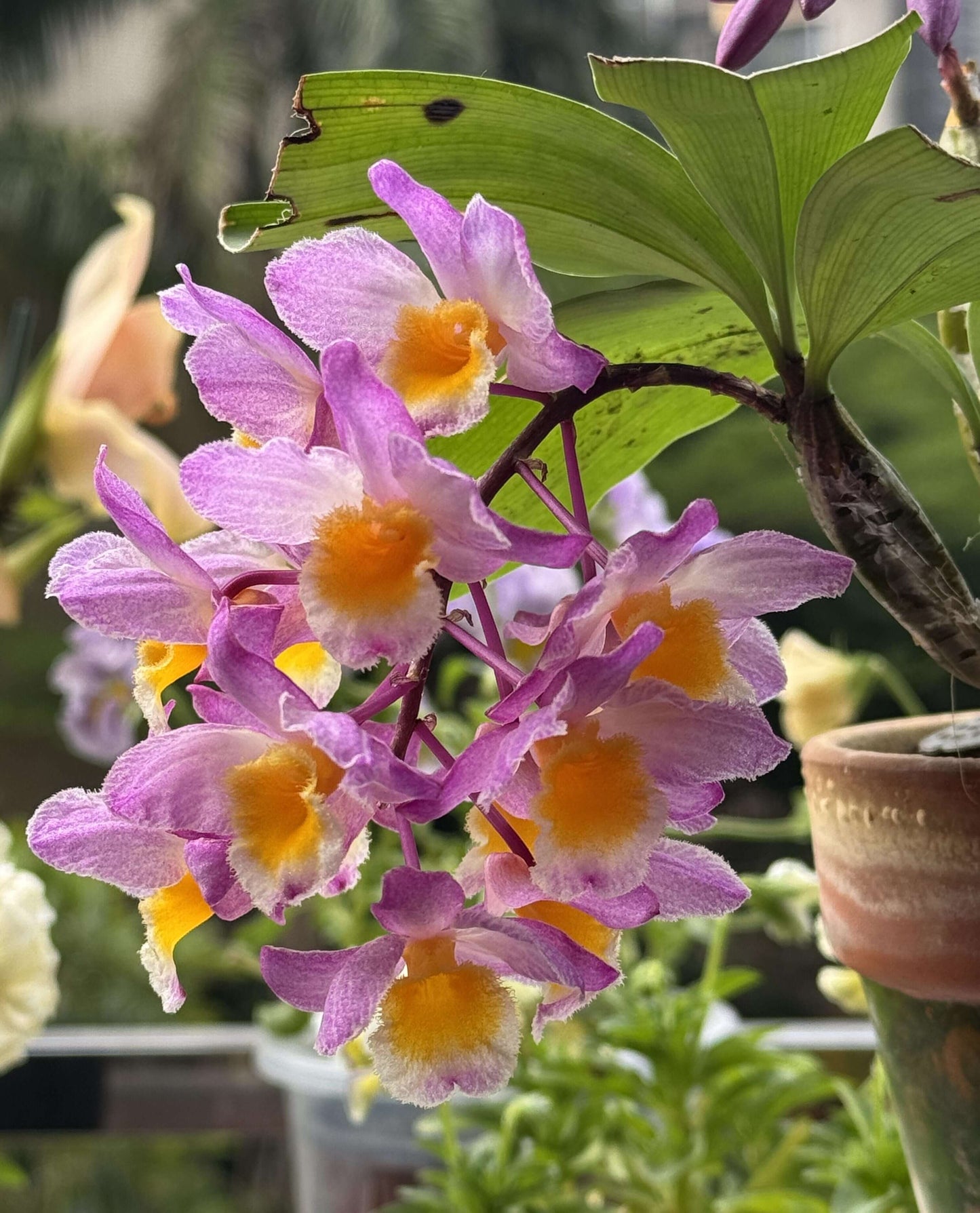 Dendrobium farmeri Pink Form is a captivating orchid variety, renowned for its delicate pink flowers and vibrant yellow lip. The flowers are small and fragrant, arranged in cascading sprays. The petals and sepals feature a soft pink hue, while the lip is bright yellow, often with a white fringe, creating a striking contrast that enhances the overall beauty of the plant.