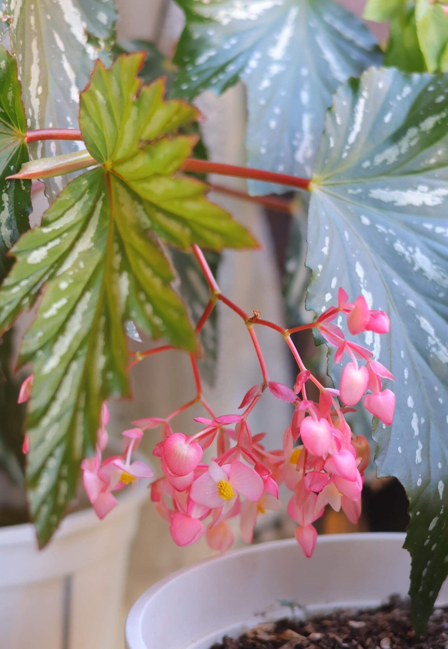 Begonia ‘Sophie Cecile’ (also known as ‘Sophia’ in some contexts) is a striking cane-stem or “angel wing” begonia cultivar first created by hybridizer Belva Nelson Kusler in 1961, via a cross between Begonia ‘Lenore Olivier’ and Begonia aconitifolia.