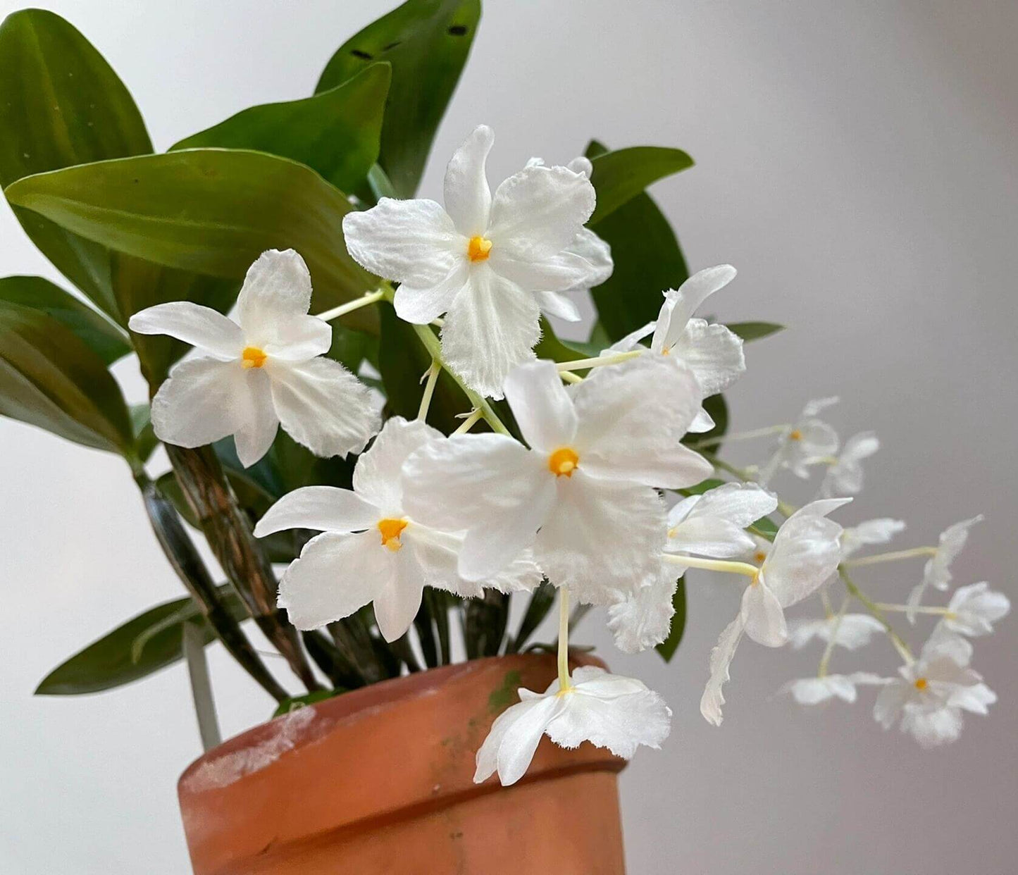 A strikingly rare pure‑white (album) form of Dendrobium farmeri, distinguished by its petaloid lip that mirrors the other petals—making this a highly unusual double mutation. The compact, vigorous plant blooms in spring on both new and old canes, sending out pendulous inflorescences up to 8″ long, covered in fragrant, daisy‑like white flowers (~2–2.5″ across) with yellow anther caps. Native to the eastern Himalayas and Southeast Asia (500–3,300 ft), it thrives in shaded, well‑ventilated conditions.