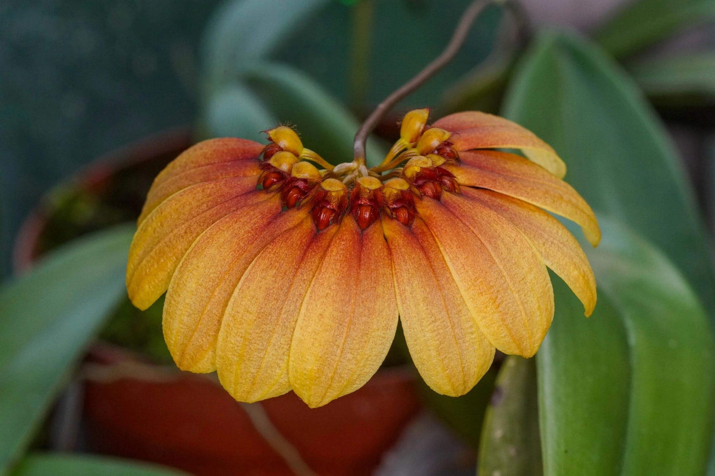 Bulbophyllum mastersianum is a captivating miniature orchid native to the montane forests of Borneo and the Moluccas, thriving at elevations up to approximately 500 meters.