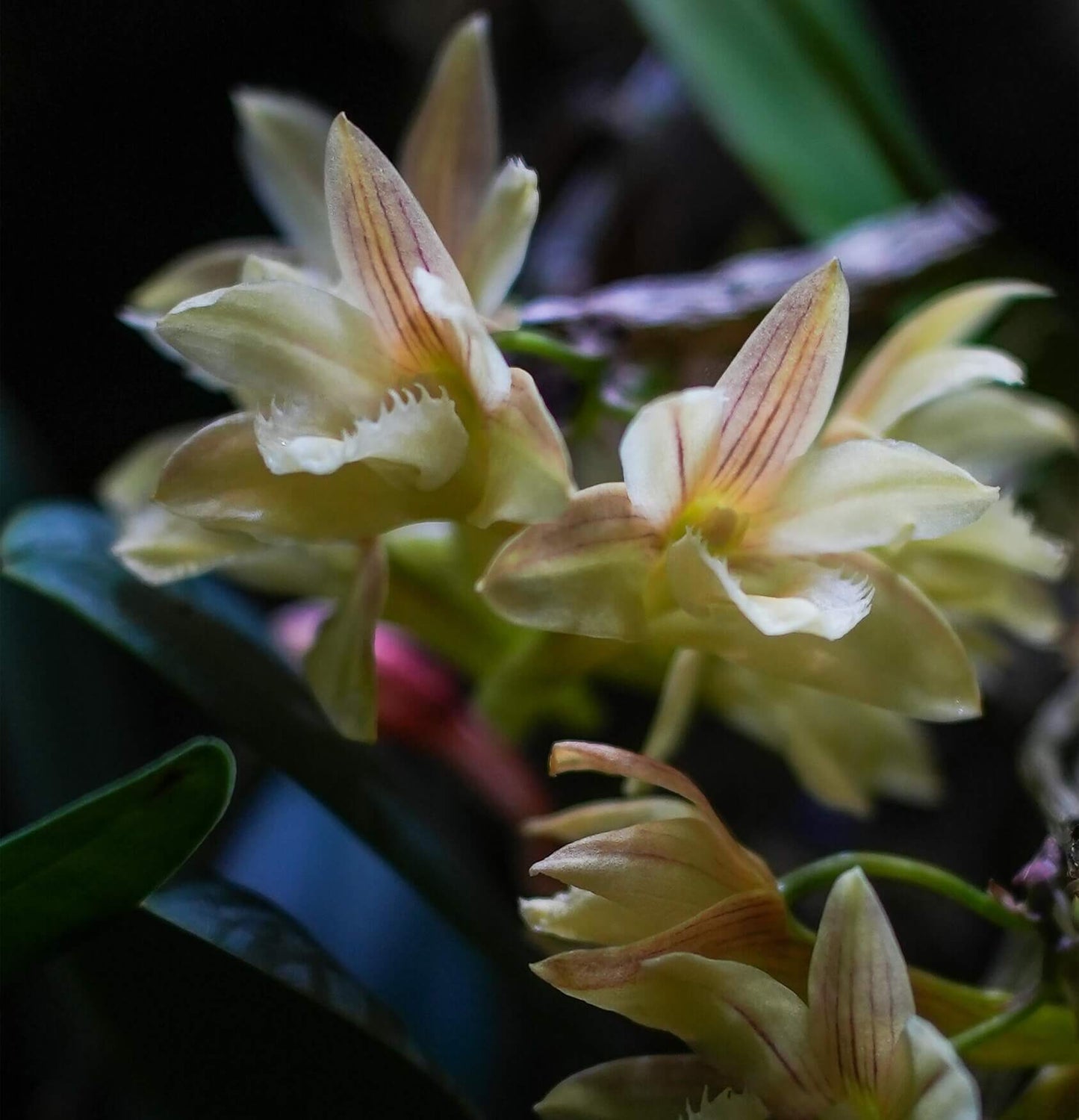 Dendrobium serratilabium is a graceful, medium‑sized epiphytic orchid native to the Philippines (particularly Luzon and Mindanao) . It grows on trees or rocks in lowland tropical forests and produces pendulous, club‑shaped, wrinkled stems up to about 1 m long, adorned with slender, deciduous leaves.
