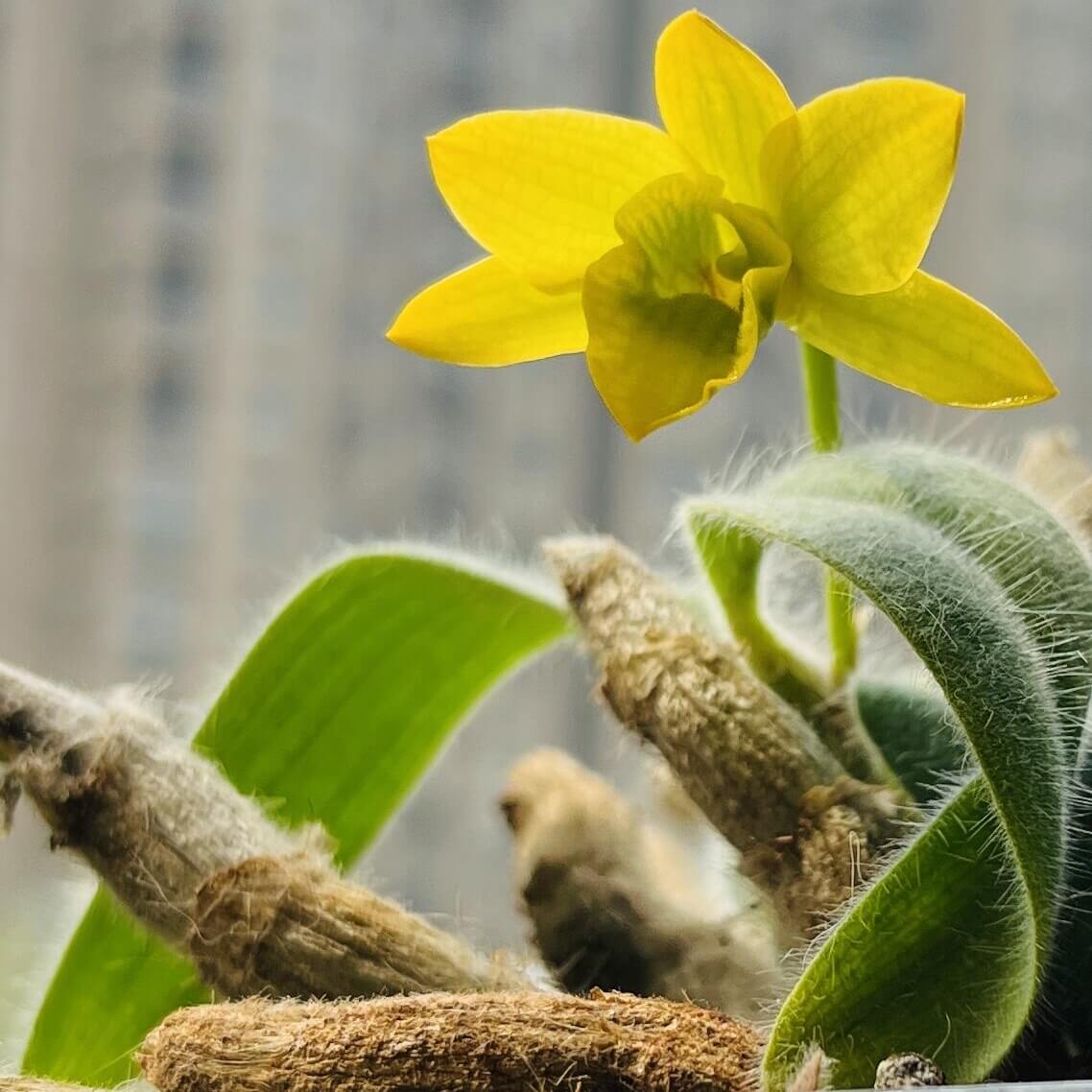 The white-haired dendrobium (Dendrobium senile) is a mini-to-small-sized epiphytic or lithophytic orchid native to Indochina, specifically Thailand, Vietnam, Laos, and Myanmar. It grows in warm-to-cool conditions and is distinguished by its hairy, succulent-like pseudobulbs measuring 5–15 cm in length, each bearing 2–6 ovate-lanceolate, semi-deciduous leaves about 4–5 cm long.