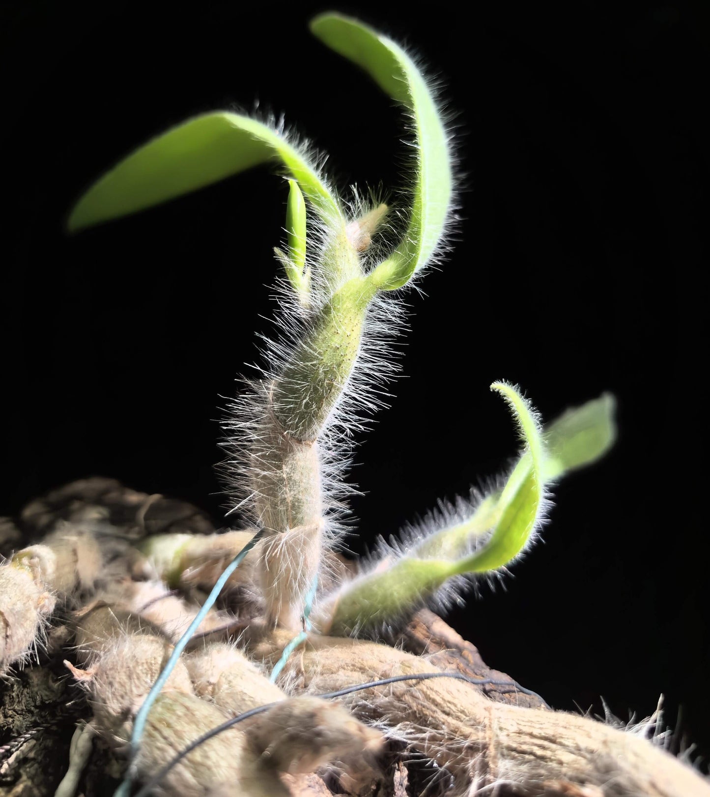 The white-haired dendrobium (Dendrobium senile) is a mini-to-small-sized epiphytic or lithophytic orchid native to Indochina, specifically Thailand, Vietnam, Laos, and Myanmar. It grows in warm-to-cool conditions and is distinguished by its hairy, succulent-like pseudobulbs measuring 5–15 cm in length, each bearing 2–6 ovate-lanceolate, semi-deciduous leaves about 4–5 cm long.