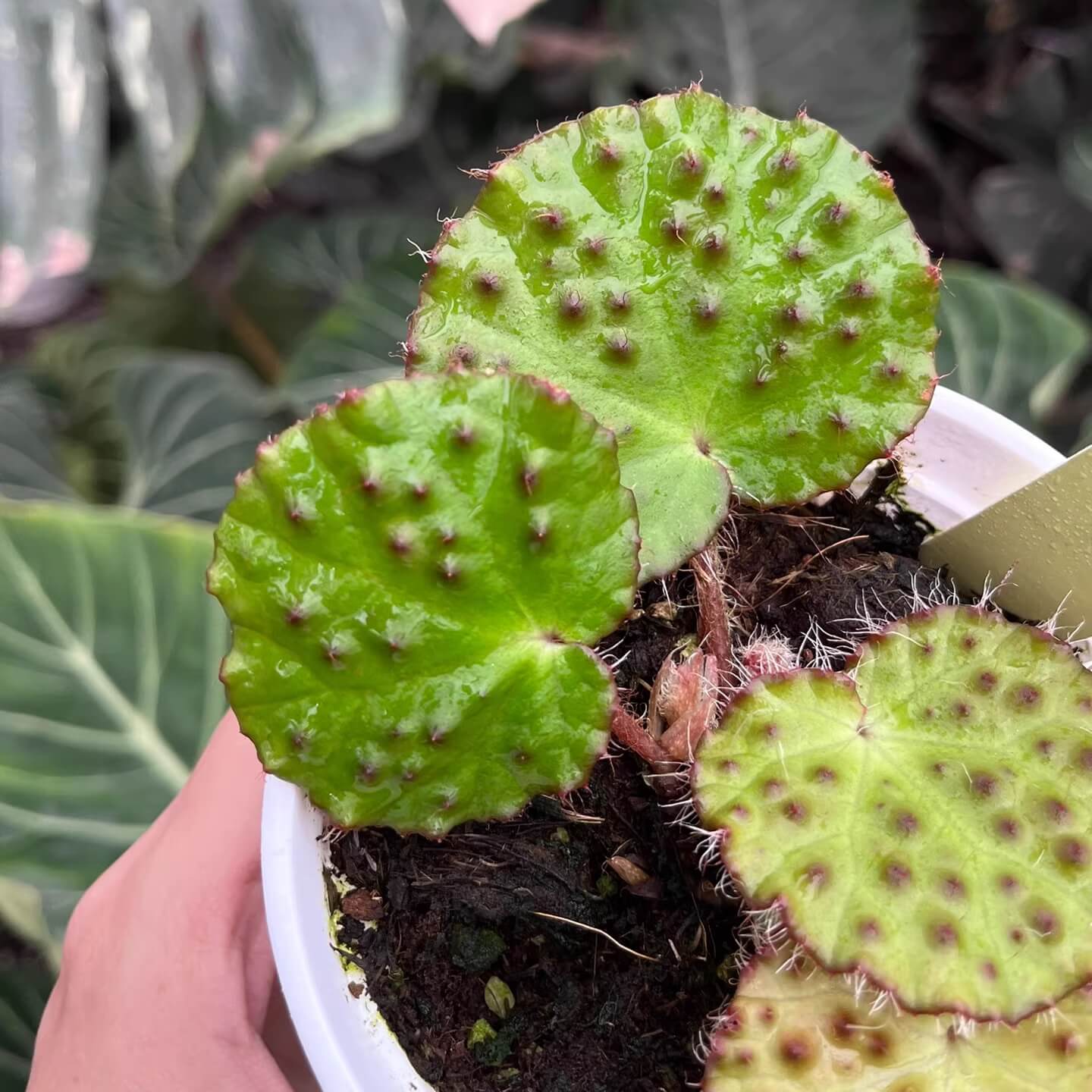 The Begonia nahangensis is a remarkable evergreen herbaceous plant native to the limestone mountains of Northern Vietnam and Southern China. This species is known for its distinctive appearance, featuring a unique texture on its leaves. The surface is densely covered with conical, black, tooth-like protrusions, giving it an intriguing tactile and visual appeal.