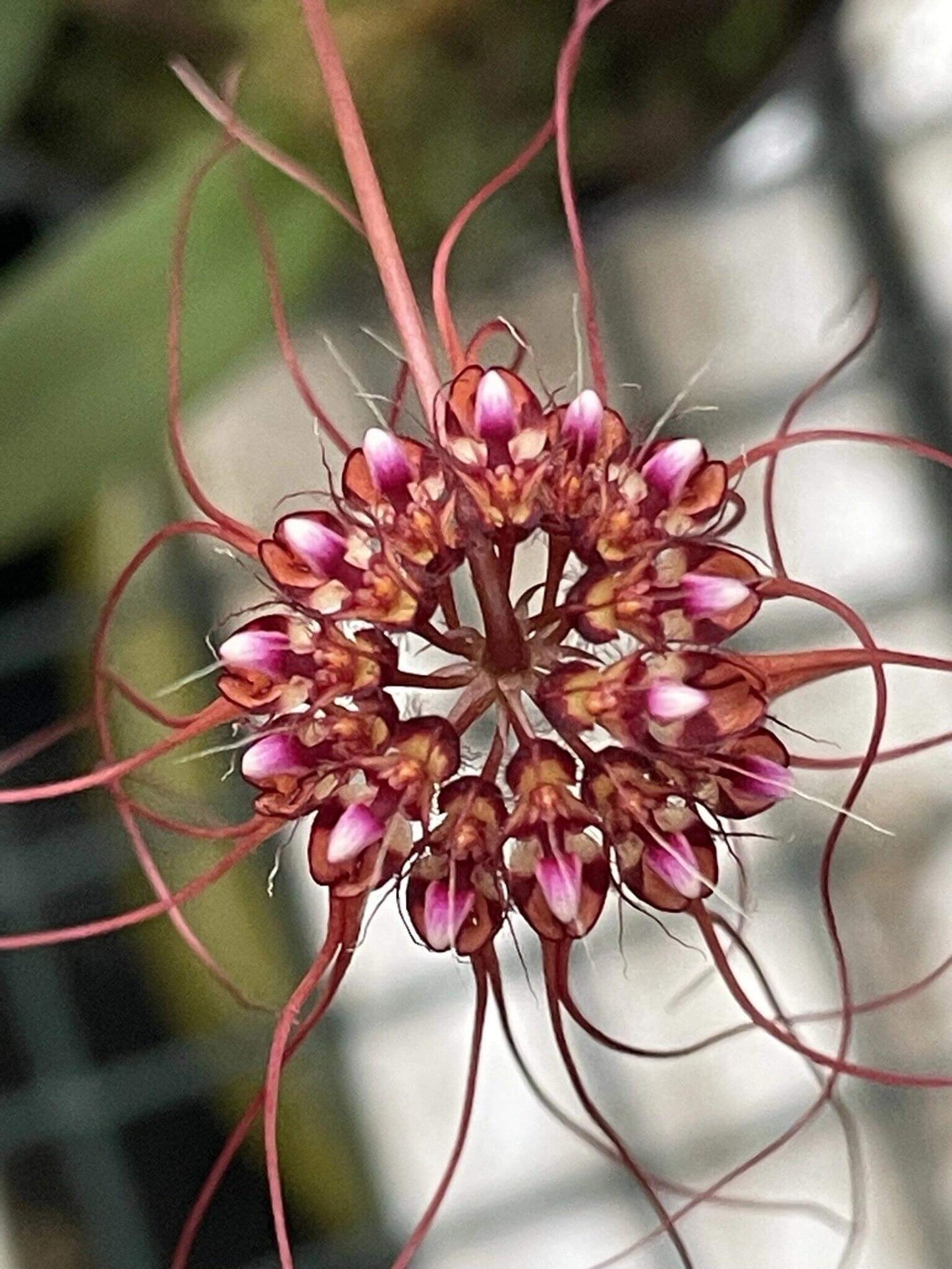 Bulbophyllum gracillimum is a small epiphytic orchid species in the genus Bulbophyllum, commonly called the wispy umbrella orchid or graceful Bulbophyllum because of its delicate floral appearance.