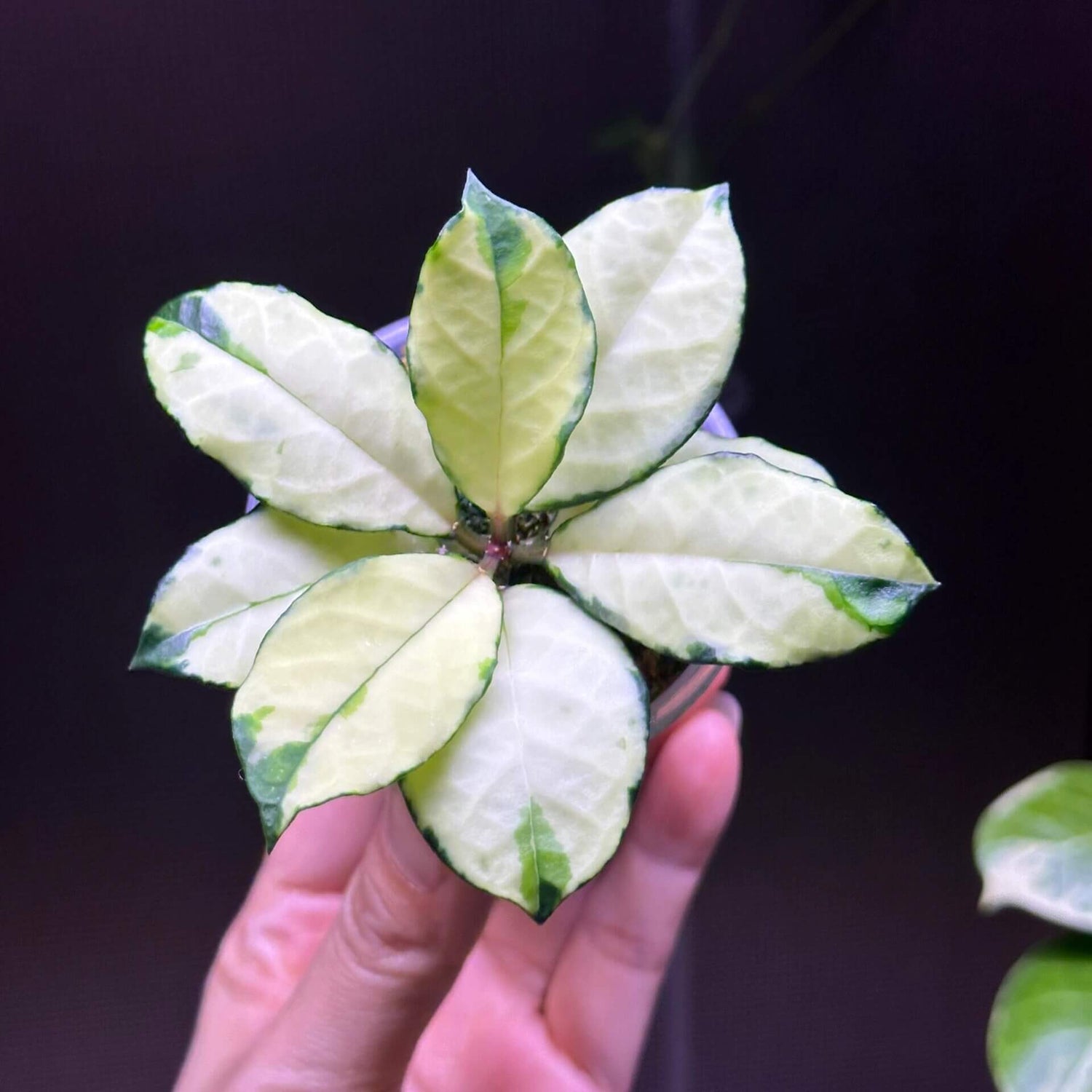 Hoya