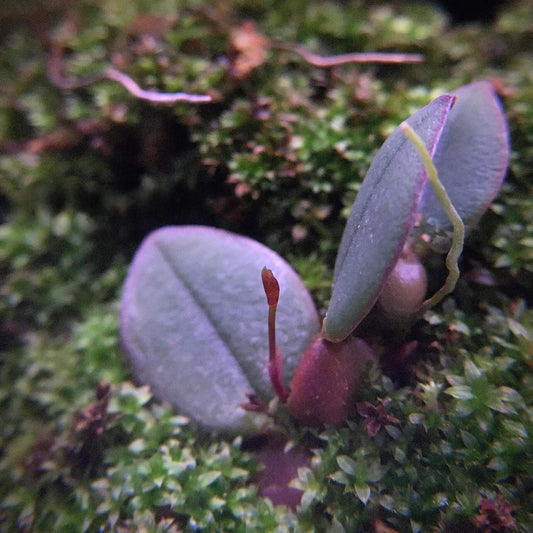 Bulbophyllum barbavagabundum is a rare and striking orchid species native to western New Guinea, specifically found at elevations around 450 meters. This species belongs to the Bulbophyllum genus, section Schistopetalum, and was formally described by J.J. Vermeulen in 2008.