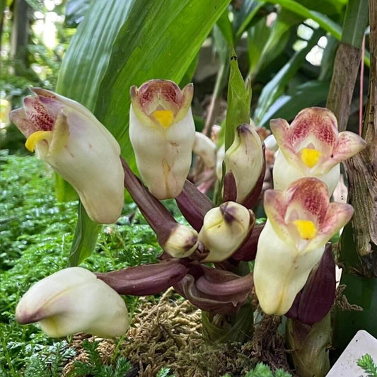 Acanthophippium sylhetense is a small to medium-sized terrestrial orchid native to tropical regions of South and Southeast Asia, including India, Bangladesh, Myanmar, Thailand, Malaysia, the Philippines, Taiwan, and parts of China. It typically grows in moist, shaded environments at elevations ranging from 500 to 1,300 meters.