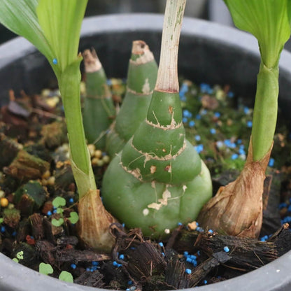Acanthophippium sylhetense is a small to medium-sized terrestrial orchid native to tropical regions of South and Southeast Asia, including India, Bangladesh, Myanmar, Thailand, Malaysia, the Philippines, Taiwan, and parts of China. It typically grows in moist, shaded environments at elevations ranging from 500 to 1,300 meters.