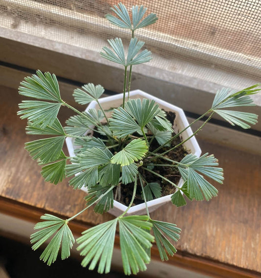 Actiniopteris radiata is widely distributed across Africa (including Madagascar), the Arabian Peninsula, Iran, Afghanistan, India, Sri Lanka, Myanmar, and parts of Australia. It thrives in hot, dry, or semi-arid environments, typically growing at the base of rocks, in crevices, or shallow soil patches, and can also be found in deciduous woodlands that receive seasonal moisture. This adaptable fern occurs at altitudes ranging from about 200 to 1800 meters depending on the region.