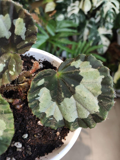 Begonia jingxiensis var. mashanica is a rare, rhizomatous perennial from the limestone hills and cave mouths of Guangxi, China. It grows by means of creeping underground stems that root at each node, sending up nearly circular, peltate leaves with softly scalloped edges and a fine fringe of hairs. Each leaf bears bold, irregular patches of pale silvery-green set against a deep green background, and new shoots sometimes show a muted bronze flush before settling into mature tones.