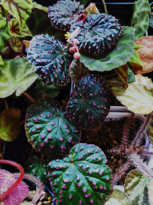 Begonia ocellata is a rare and stunning species native to West Sumatra, Indonesia. Known for its unique, green leaves adorned with small white spots, each containing fine hairs, this begonia is a true gem for plant collectors. The leaves are tightly clustered, forming a dense, mound-like growth habit, which makes it a perfect plant for both indoor gardens and terrariums.