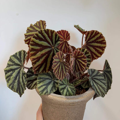 Begonia sp. Blood Moon is a striking begonia species native to China. Known for its vibrant, rich foliage, Begonia sp. Blood Moon features deep green or blood-red leaves, complemented by distinctive light green or yellow radial stripes emanating from the center of the leaf. These bold patterns create an eye-catching contrast, making this begonia a standout piece in any plant collection.