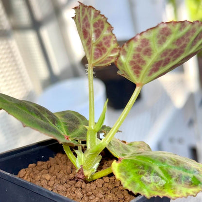 Begonia sp. Kalimantan is a beautiful begonia species native to Kalimantan, Indonesia. This begonia features striking green leaves with bright yellow-green veins, accented by a clear, net-like vein pattern. The vein areas have a lovely brownish tint, and the overall leaf shape is elegantly serrated, adding to its visual appeal. The contrast of vibrant colors and intricate leaf patterns makes this begonia a standout choice for collectors or experienced gardeners.