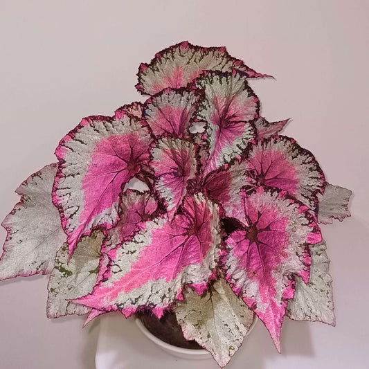 Begonia February – A stunning ornamental Begonia variety with silver-pink shimmering leaves, perfect for adding a touch of elegance to any home or garden.