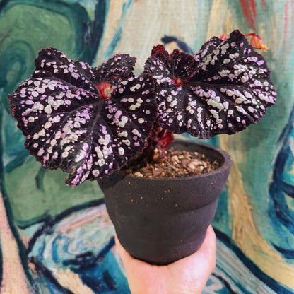 Begonia Be Happy is a stunning ornamental begonia, developed by the renowned Dimetris breeders. Known for its vibrant foliage and eye-catching patterns, this begonia brings a cheerful and lively touch to any indoor space.