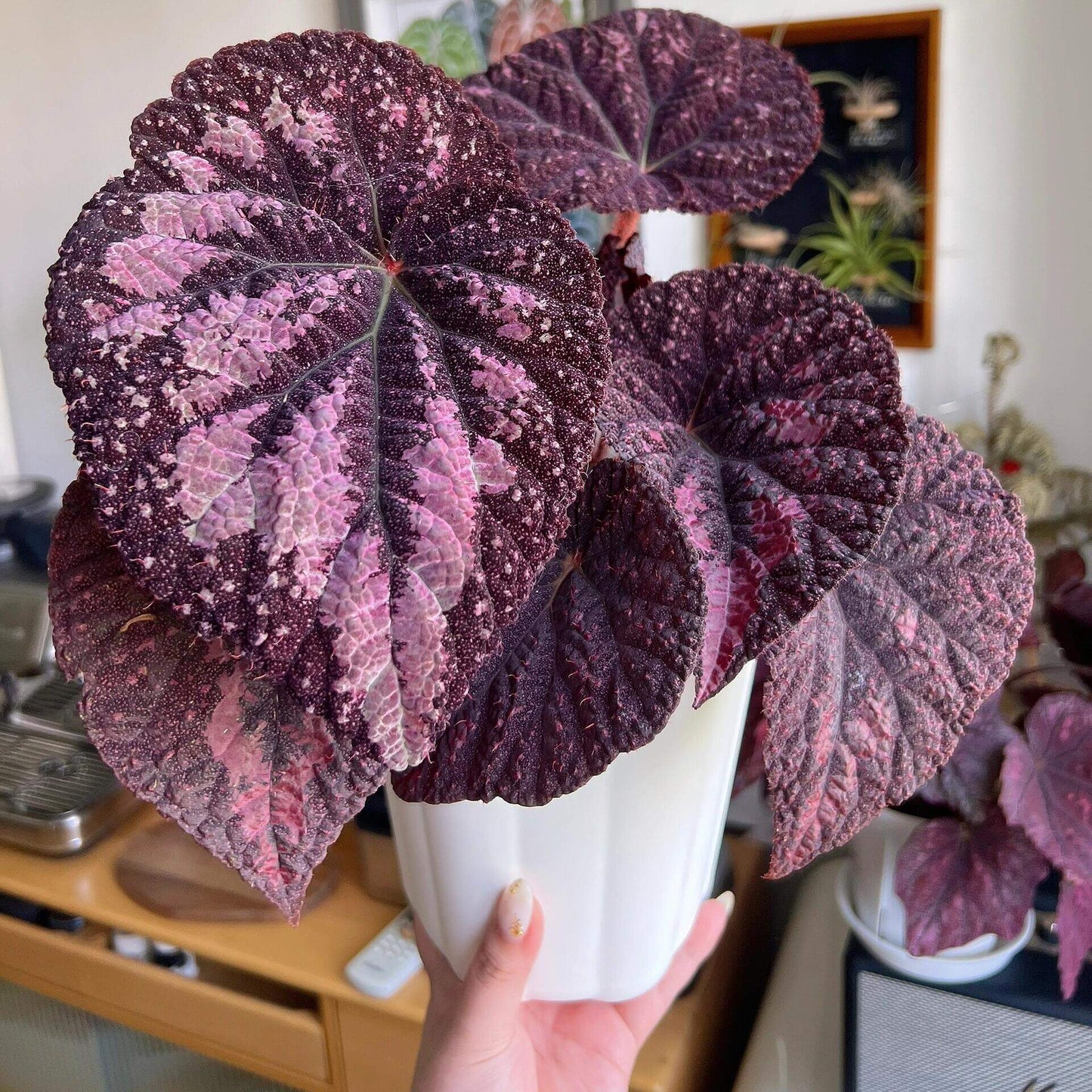 Begonia Antares – A stunning and unique variety of decorative-leaved Begonia, known for its large, spirally curling leaves and soft texture. This beautiful plant is perfect for collectors and those looking to add a touch of elegance to their home or garden.