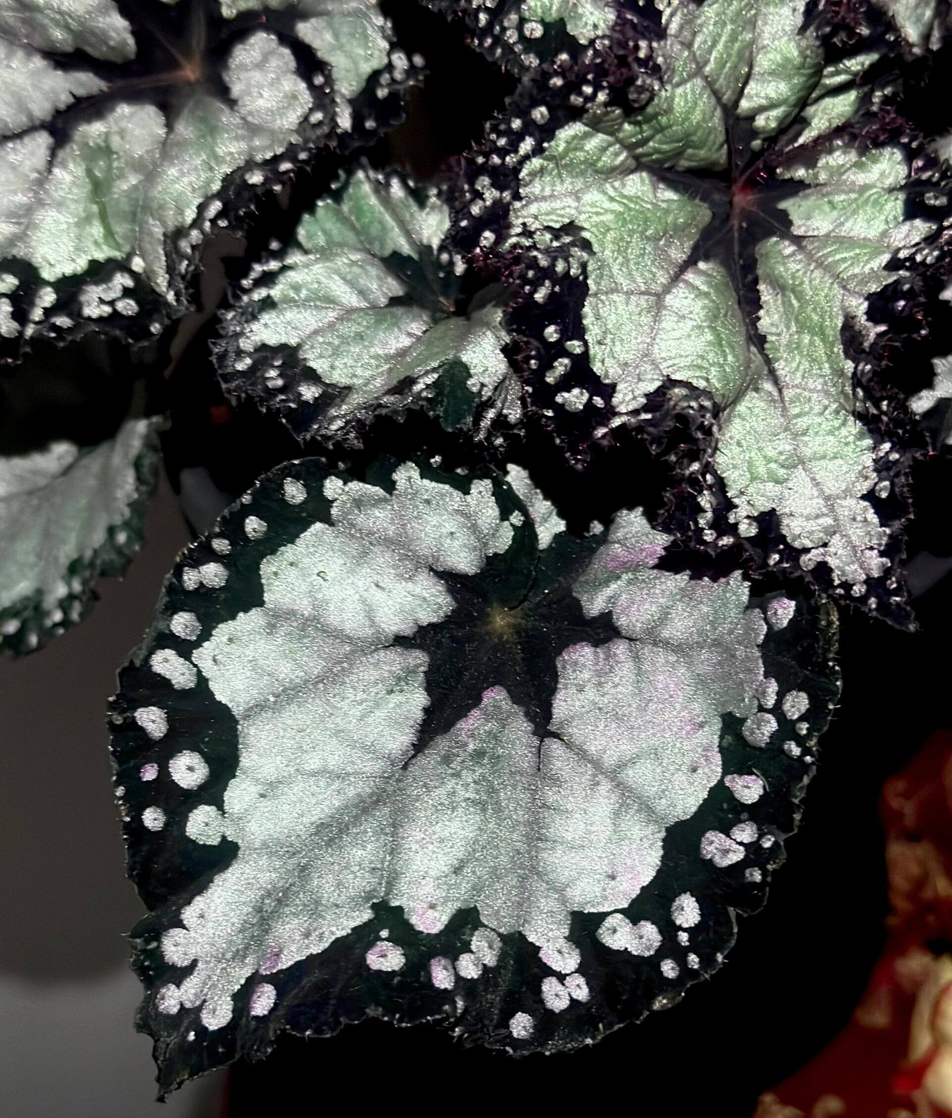 Begonia ‘Dolce Vita’ is a stunning hybrid begonia created by Ukrainian hybridizer Елена Еникеева. It has striking, heart-shaped leaves with a gradient of colors ranging from deep olive green or burgundy to silvery or metallic tones, which shift subtly with different angles of light.