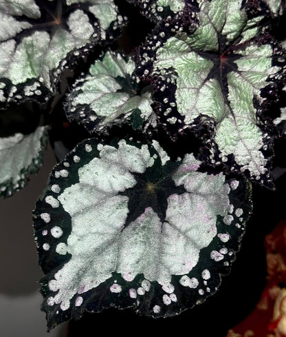 Begonia ‘Dolce Vita’ is a stunning hybrid begonia created by Ukrainian hybridizer Елена Еникеева. It has striking, heart-shaped leaves with a gradient of colors ranging from deep olive green or burgundy to silvery or metallic tones, which shift subtly with different angles of light.