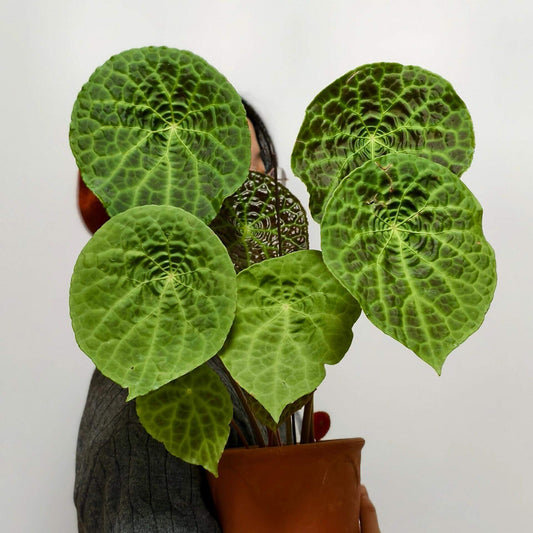 Begonia natunaensis is a rare and captivating begonia species native to the Natuna Islands in Indonesia. Known for its elegant, compact growth and stunning foliage, this begonia is a must-have for collectors and plant enthusiasts.