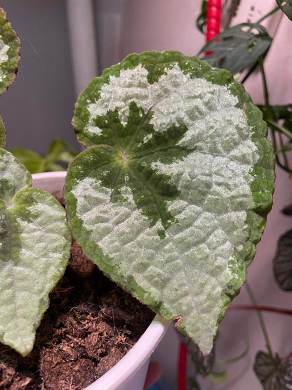 Begonia lanternaria is a stunning rhizomatous begonia native to the humid forests of Guangxi (China) and Vietnam. This begonia is prized for its large, asymmetrical leaves that are pale green with a nearly silver hue, accented by a bold dark vein running through them. The green, slightly hairy stems and small white to pale pink flowers further add to its charm. This plant thrives in its natural habitat on limestone rocks and requires specific care to replicate those conditions.