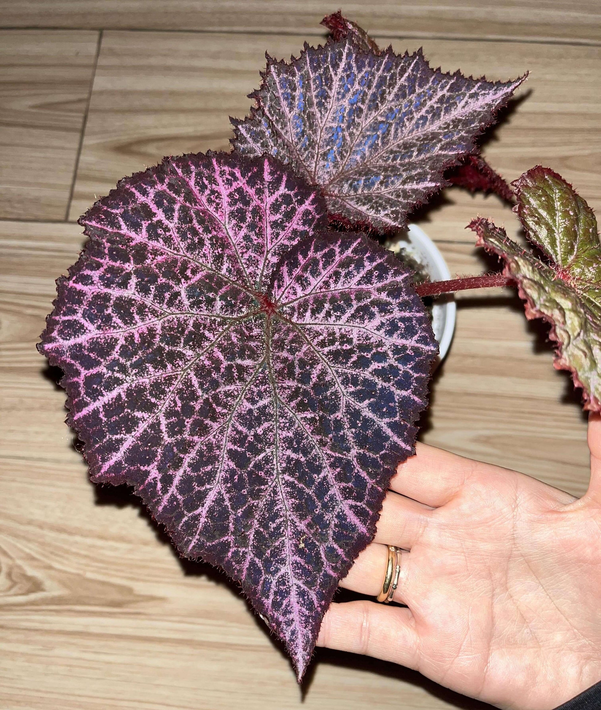 The Begonia Chocolate Lace is a decorative-leaf variety known for its eye-catching foliage. The deep black or dark purple leaves are adorned with a silver lace-like pattern, adding an elegant touch to any room. Ideal for indoor spaces, this begonia will bring a unique and sophisticated flair to your home decor.