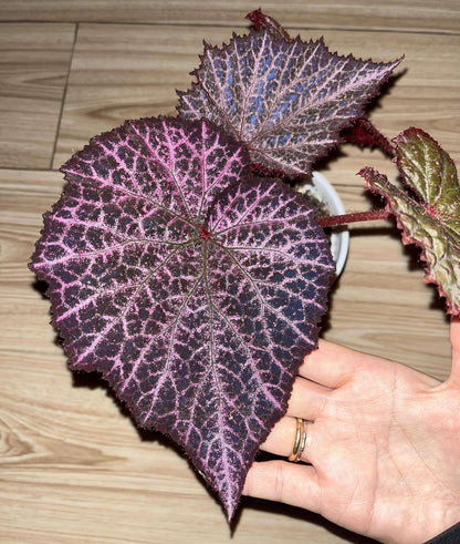 The Begonia Chocolate Lace is a decorative-leaf variety known for its eye-catching foliage. The deep black or dark purple leaves are adorned with a silver lace-like pattern, adding an elegant touch to any room. Ideal for indoor spaces, this begonia will bring a unique and sophisticated flair to your home decor.