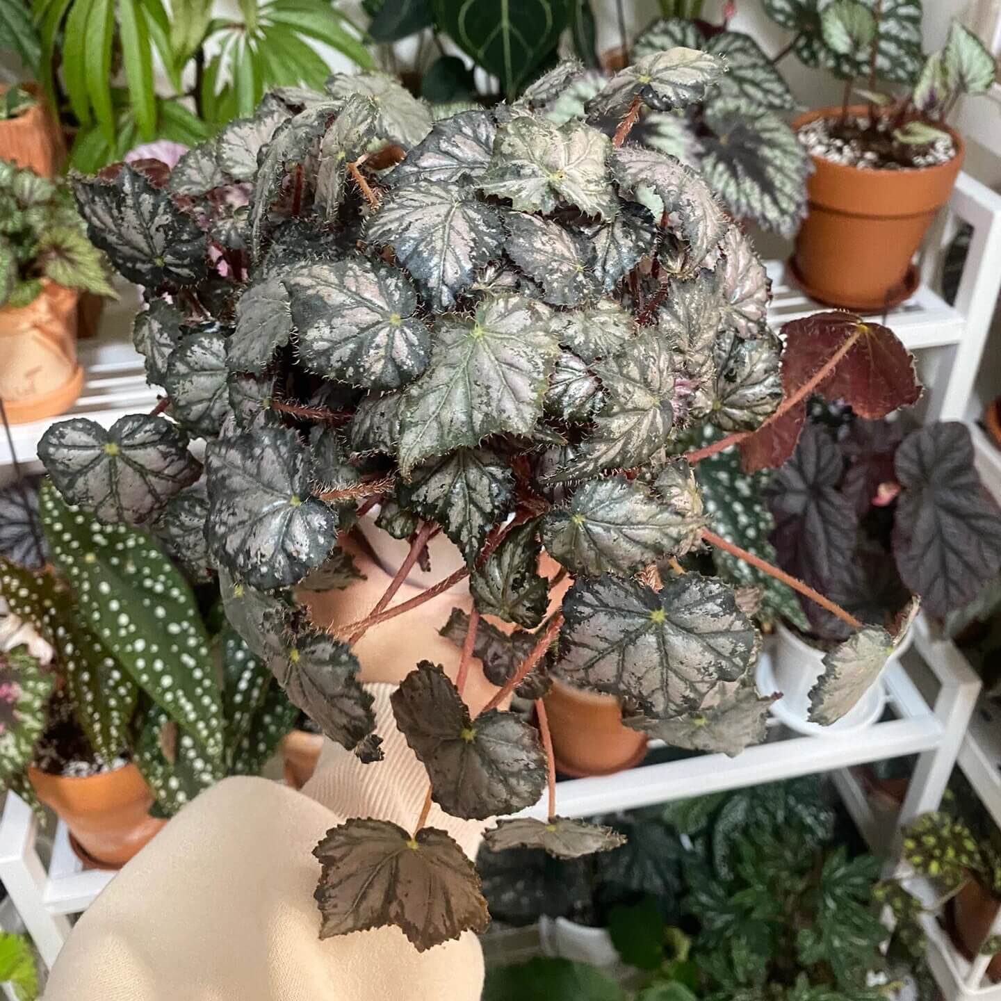 Begonia 'Queen Olympus' is an extraordinary begonia with eye-catching foliage and vibrant blooms. Known for its rich colors and striking patterns, this plant is perfect for those looking to add a touch of elegance to their home or office space.