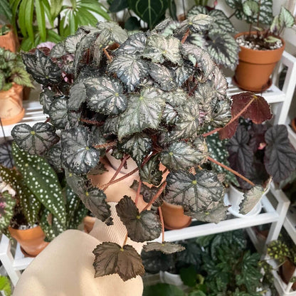 Begonia 'Queen Olympus' is an extraordinary begonia with eye-catching foliage and vibrant blooms. Known for its rich colors and striking patterns, this plant is perfect for those looking to add a touch of elegance to their home or office space.