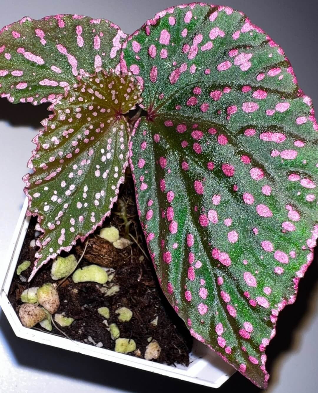 Begonia sirukitii is a stunning plant native to the rainforests of Sarawak, Borneo, known for its unique appearance and striking foliage. Its deep green leaves are adorned with vibrant pink spots, and the asymmetrical shape of the leaves gives it a one-of-a-kind beauty. Ideal for placement in terrariums or humid indoor spaces, this plant is well-suited for experienced plant enthusiasts who appreciate the challenge of caring for a rare and exotic species with specific growth requirements.