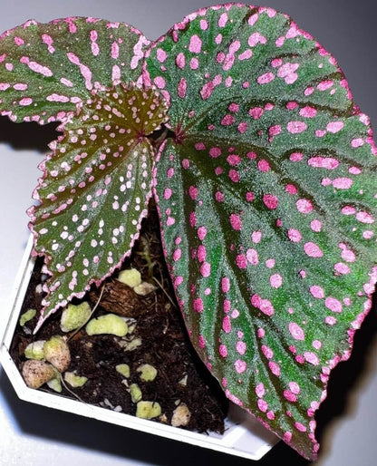 Begonia sirukitii is a stunning plant native to the rainforests of Sarawak, Borneo, known for its unique appearance and striking foliage. Its deep green leaves are adorned with vibrant pink spots, and the asymmetrical shape of the leaves gives it a one-of-a-kind beauty. Ideal for placement in terrariums or humid indoor spaces, this plant is well-suited for experienced plant enthusiasts who appreciate the challenge of caring for a rare and exotic species with specific growth requirements.