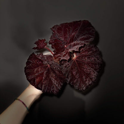 Begonia Lyric is a stunning hybrid begonia from Ukraine, known for its striking deep chocolate-colored leaves. Ideal for both beginner and experienced plant enthusiasts, Begonia Lyric thrives in indoor environments and adds a touch of beauty to any room or office.