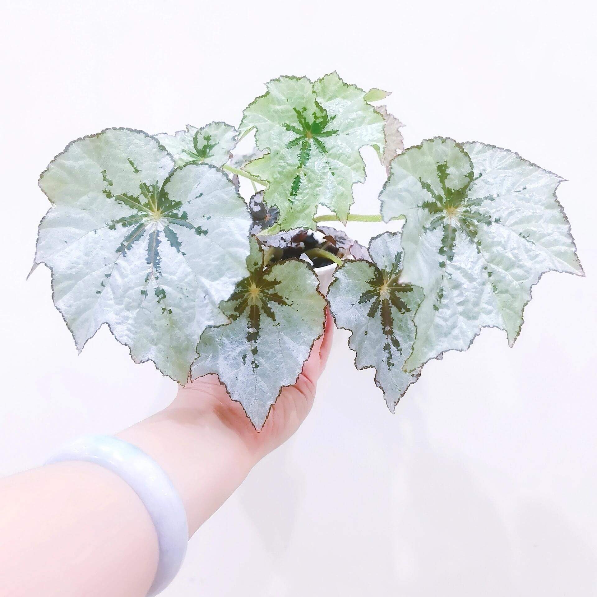 Begonia Holiday Snowflake is a beautiful and unique variety of begonia, known for its striking, snowflake-like pattern on its leaves. This evergreen plant features silvery-white leaves with deep green centers and delicate white edges, creating a frost-like effect that adds charm to any indoor space. With its festive appearance, Begonia Holiday Snowflake is perfect for brightening up your home during the holiday season and beyond.