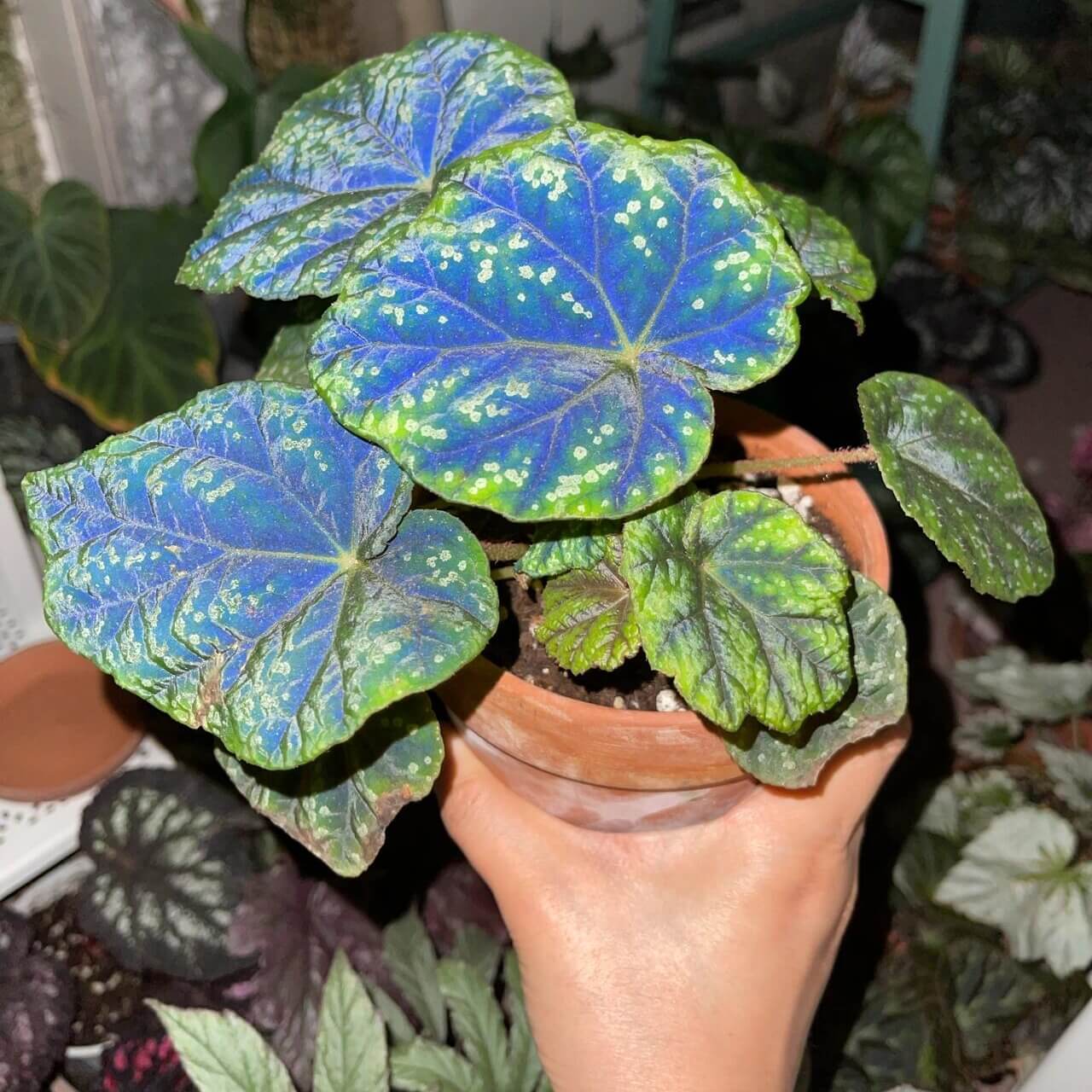 Origin: Native to the Shiwanshan region of China, this begonia species is found in subtropical, mountainous areas with a relatively mild climate. It’s known for its distinctive appearance and slow growth. Features: Leaves: The plant has large, rounded, and somewhat glossy leaves. The leaves feature dark green coloration with attractive silver patterns or spots, giving it a stunning contrast. The edges of the leaves are slightly serrated and can have a reddish tint on the undersides.