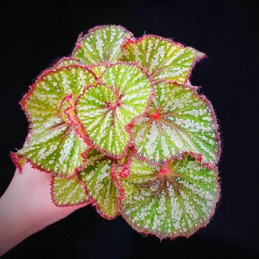 Begonia Baby Smile is a decorative-leaf variety developed by breeders Pavel and Elena Enikeev (Dimetris). This begonia stands out for its compact size and vibrant, eye-catching foliage. The leaves are a rich salad green with white spots in various shapes, giving the plant an attractive and striking appearance. Additionally, the petioles (stems) are bright red and densely covered with fine hairs, adding extra charm to this beautiful plant.