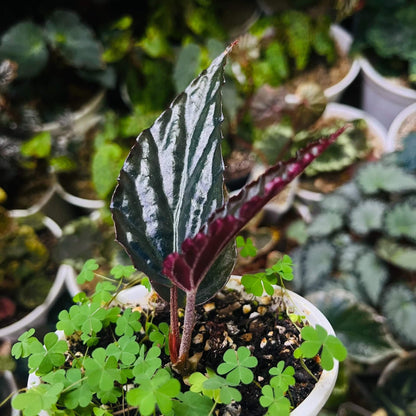 Begonia hatacoa var. rubrifolia is a rare and beautiful variety of the rhizomatous Begonia species, native to the Himalayas and Southeast Asia. It is known for its distinctive features and unique appearance, making it a must-have for collectors and plant enthusiasts. Features: Foliage: Dark green, glossy, lance-shaped leaves with stunning blood-red undersides, offering a striking contrast.