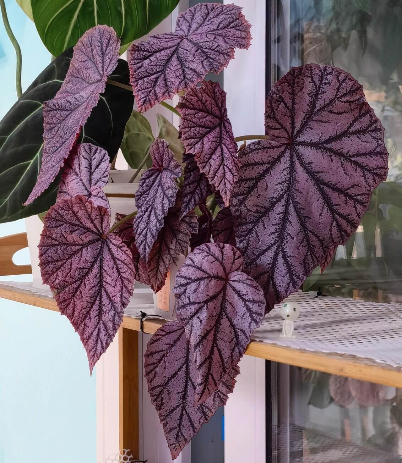 Begonia Tingley Mallet is a classic European begonia hybrid, created from a cross between Begonia ‘Eldorado’ and Begonia Incarnata in the late 19th century. It is admired for its purplish-red leaves covered with fine, velvet-like hairs, giving the foliage a rich, soft texture. The plant also produces vibrant, pendulous pink flowers that stand out beautifully against the dark leaves, making it a graceful and timeless showpiece for any indoor garden or shaded conservatory.